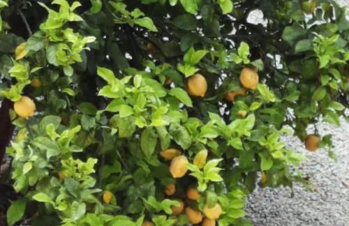 Casa Villami, GROUND FLOOR APARTMENT - Foto 19