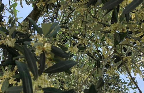 Agriturismo La Montagnola - Photo 65