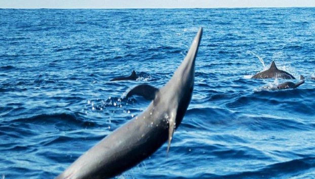 Una emocionante aventura marina por la Costa de Oaxaca - Tour - Foto 3