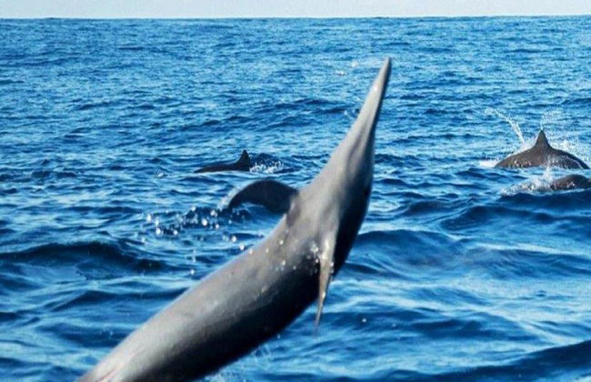 Una emocionante aventura marina por la Costa de Oaxaca - Tour - Foto 3