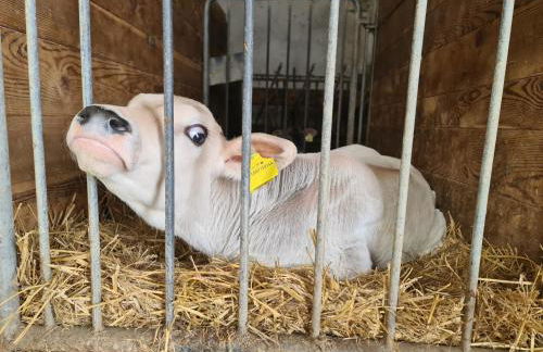 Ferienwohnungen Kuentnerhof - Foto 69