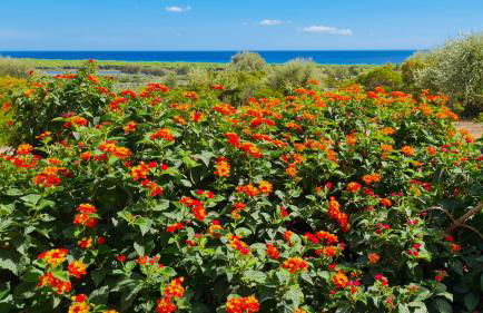 Country villa Sant' Elène- Appartamento Mirto - Foto 25