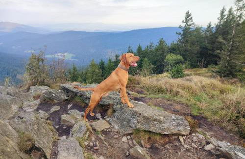 Ferienwohnung zur alten Schmiede - Foto 38