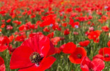 La Terrasse - Entire townhouse in hilltop village - Foto 16