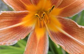 L'oriere des Bois - Foto 39