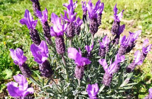 Casa Collicello relax - Photo 4