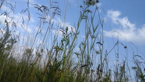 Vier Winde Usedom - Ferienanlage - Foto 4, Garden