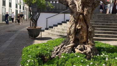 Viviendas vacacionales San Mateo - Foto 4