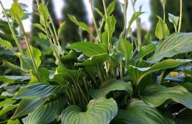 Biały domek nad stawem - Foto 52