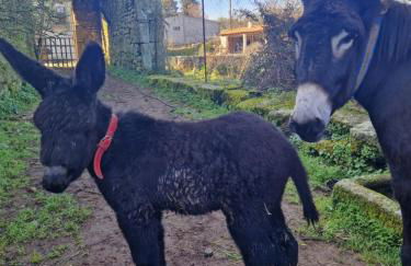AL - Casa dos Alentejanos - Foto 31