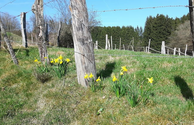 Sellerich Forest Hideaway - Foto 34