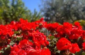 Appartamento Belvedere con Piscina - Soggiorni Le Grotte - Foto 17