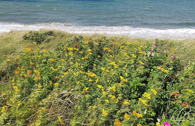 Pet Friendly Holiday Home in Dronningmølle near Sea - Foto 24