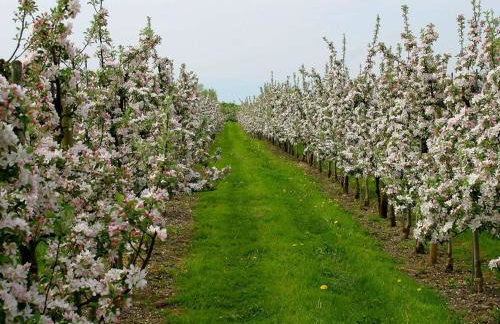 Ferienwohnungen Shamal - Foto 4