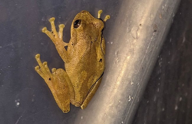 Glampling Nubes de Monteverde - Foto 80