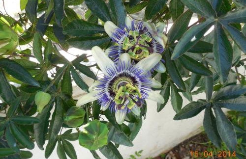 Iris Apartments - Foto 60