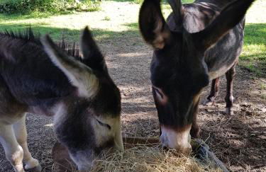La Petite Maison du Gardien - Foto 11