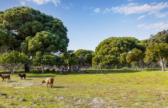 Quinta de Santa Emilia 3 - Foto 25