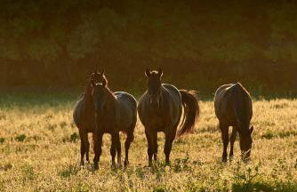 Agriturismo Re Tarquinio - Foto 48