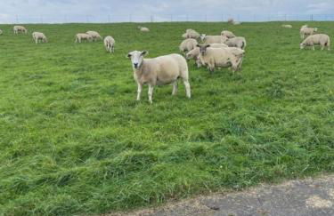 Landhaus Sonnenglück - Foto 14