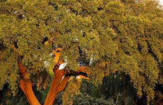 Monte dos 2 Tanques - Foto 30