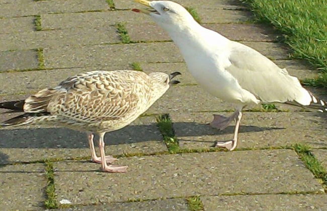 Dyke Space 50 m to the Beach sea - Foto 10