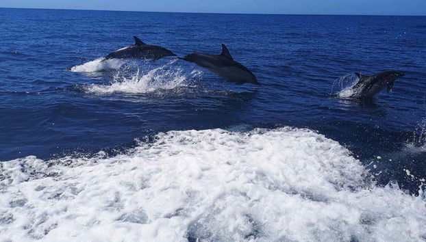 Dauphins de l'Atlantique