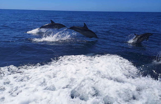 Avistamiento de delfines en Lagos - Foto 4