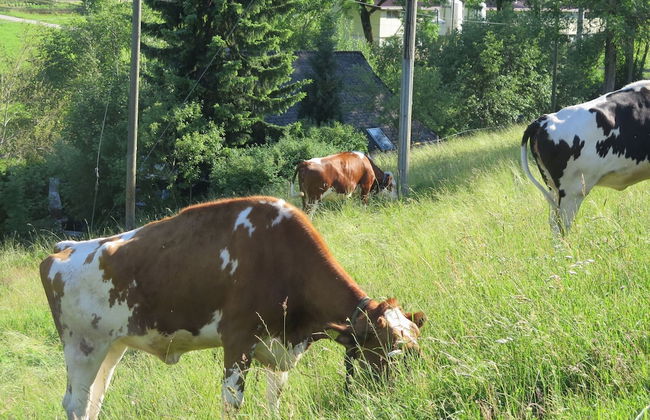 Ferienhaus, Schwarzwald - Photo 26
