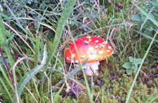 Cobblehouse Country Cabins no TRADE WORKERS - Foto 34