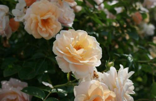 Ferienwohnung Maria - Foto 23