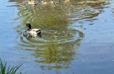 Canalside walks Riddlesden Local to Skipton Ilkley Haworth & Keighley Worth Valley Railway - Foto 42