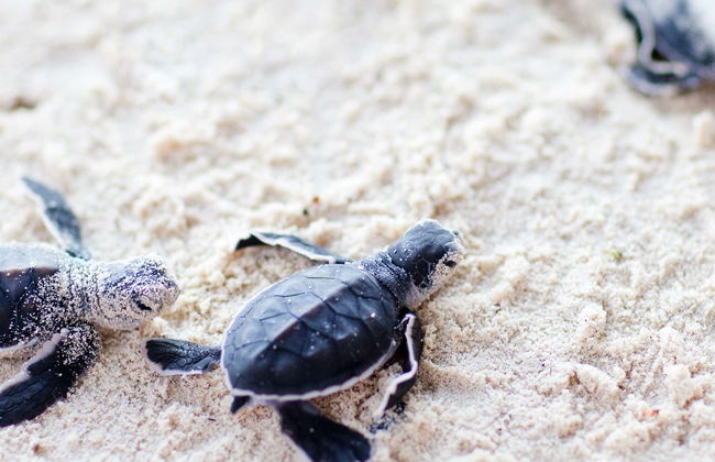 Tour in Acapulco de Juarez - Foto 2