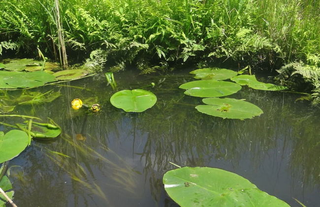 Holiday Apartment in the old Brewery - Foto 5
