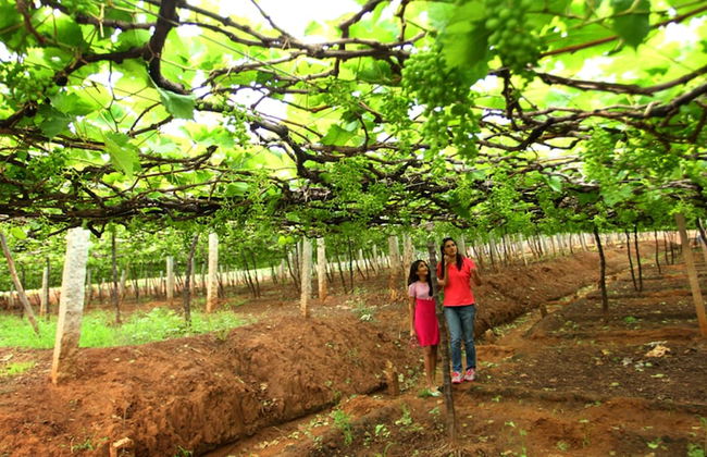 Harvest Fresh Farms - Foto 10