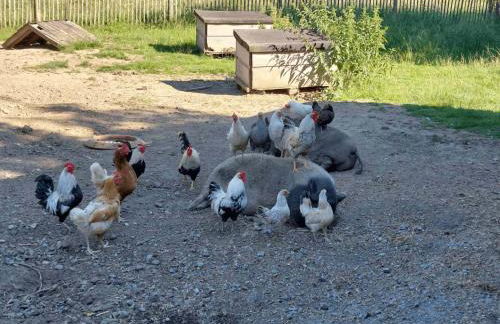 SEINZ Tiny House Natururlaub - Foto 19