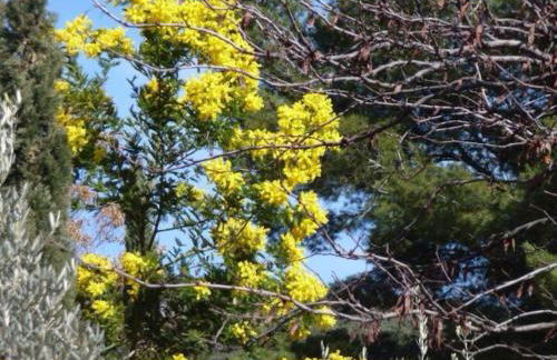 Les Amandiers - Foto 37