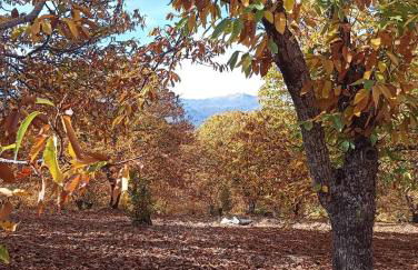 Casas Rurales El Viejo Castaño - Valle Del Genal - Foto 67