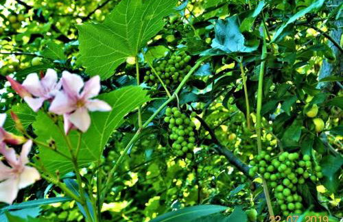 Ferienwohnung Fischer - Foto 7