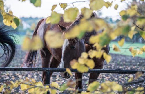 Pałac Baborówko - Foto 41