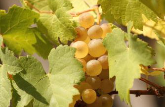 La ferme de Berlioz - Foto 35