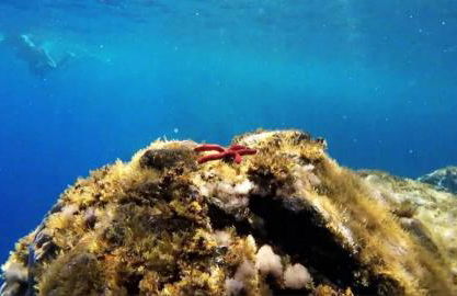 Garden & Sea - Foto 47