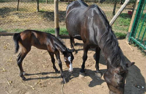 Tenute del Gheppio - Foto 47