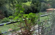 Casa Cabrales - Foto 18