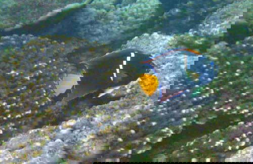 Beginner Scuba Diving - Foto 7