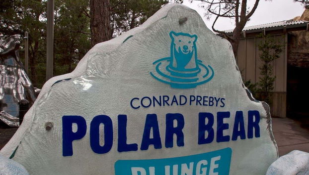 Você poderá conhecer a fauna polar