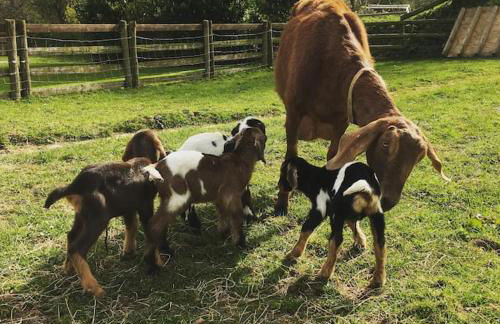 Y Boidy Bach - Photo 52