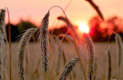 JANISCHs Fewo im Spreewald, Terrasse, großer Garten und Blick inklusive - Foto 26