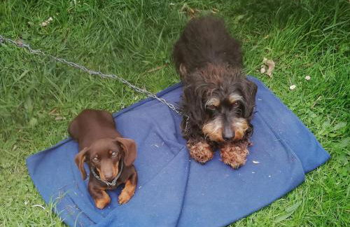 Alte Forsterei - Foto 6