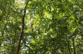 Ferienwohnung Nienhagen - Foto 28